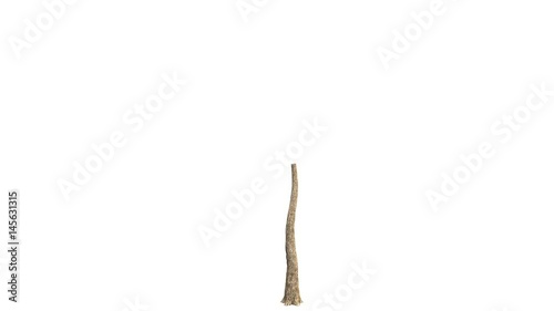 3D realistic tree isolated on white with alpha channel to be used for architecture visualization or motion graphics or any other video.