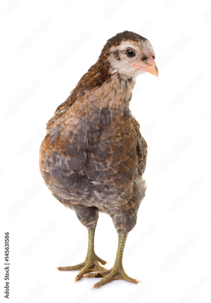 chick araucana in studio chick araucana in studio