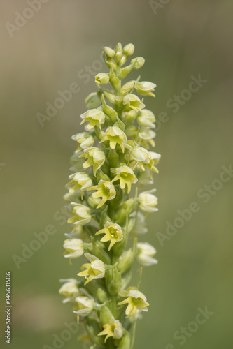 small white orchid (leucorchis albida), maritime alps, france.