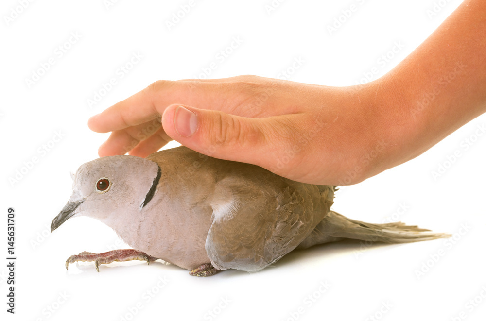 Eurasian collared dove Eurasian collared dove