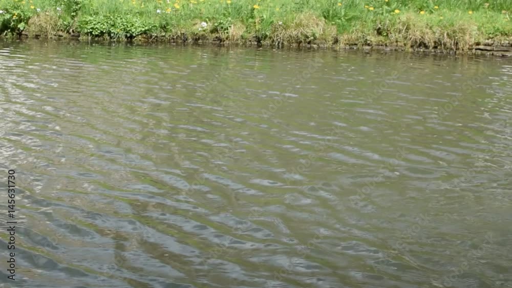 Bird with fish Wildlife scene from river. Bird with fish Wildlife scene from river.