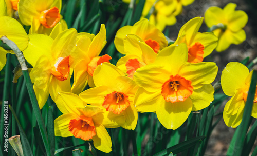 Fototapeta Naklejka Na Ścianę i Meble -  Цветущие желтые нарциссы в солнечном весеннем саду
