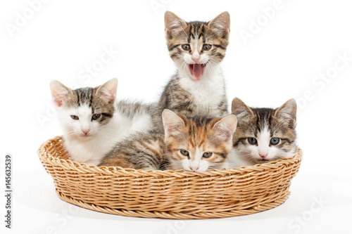 Group of young kittens in the basket