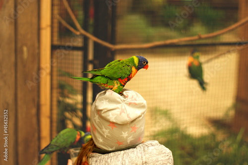 Rainbow lorikeet photo