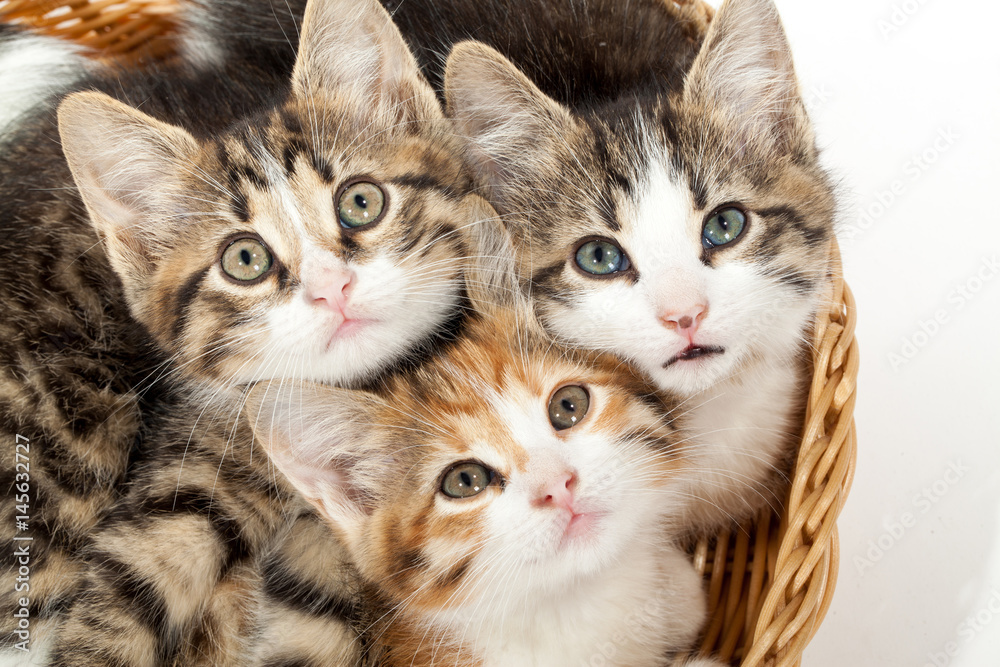 Group of young kittens in the basket Group of young kittens in the basket