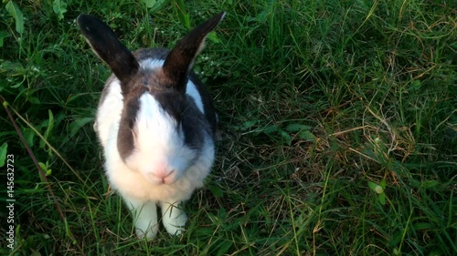 rabbit pose in green grass background