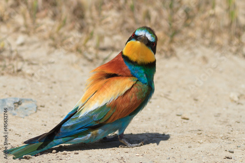 european bee eater