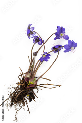 Photos Scilla, first spring flowers