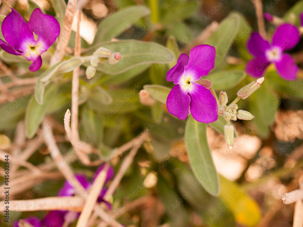gorgeous and pretty purple flower heads in spring blossoming and ripe reaching out away from stem and in full view and detail crisp and sharp isolated