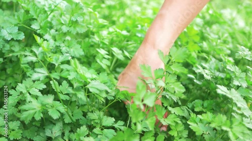 Green garden parsley photo