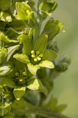 White False Helleborine (Veratrum album)