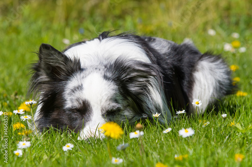 Fototapeta Naklejka Na Ścianę i Meble -  Schlafender Hund