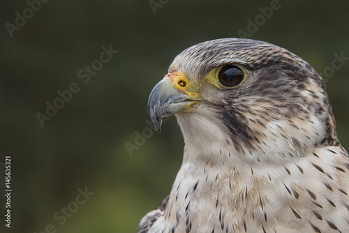 Very close profile portrait of a peregrine saker hybrid falcon looking left