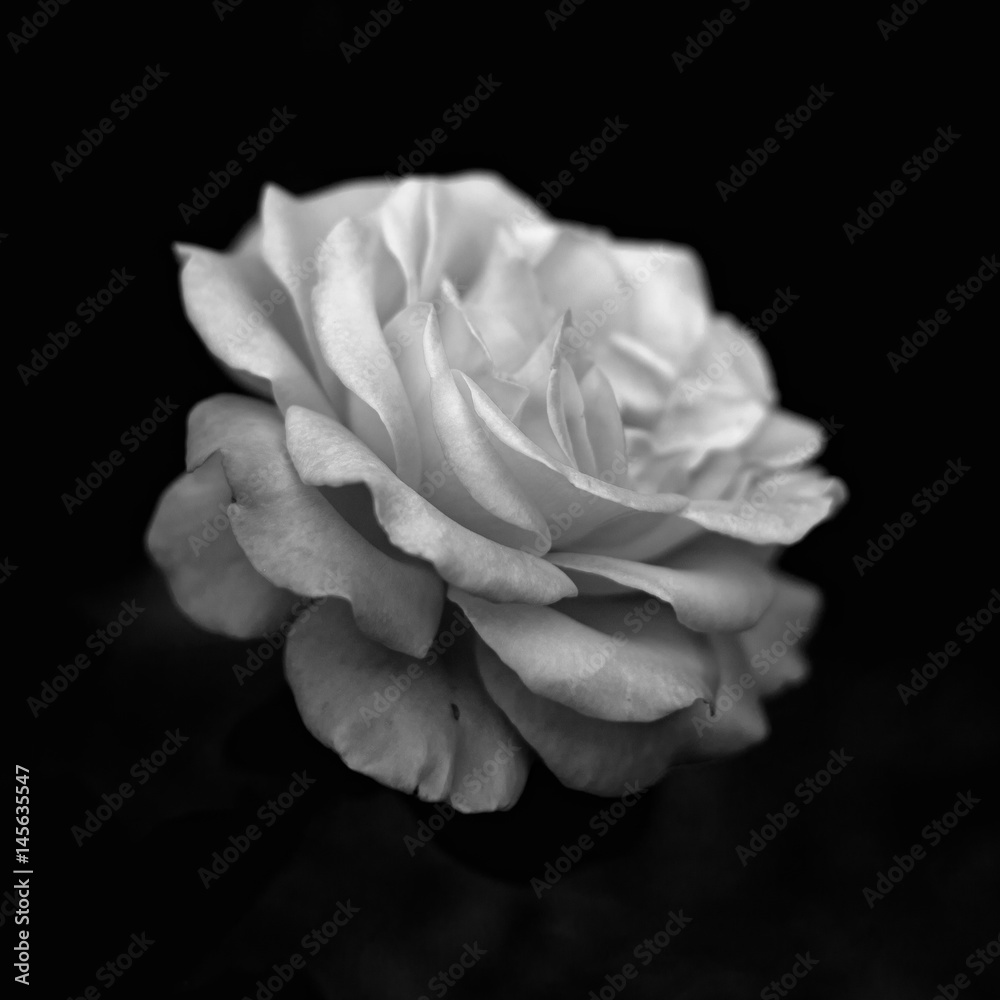 Naklejka premium róża