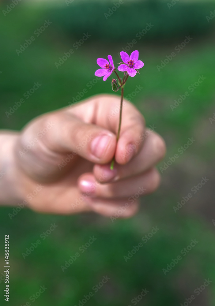 Hand gives a wild flower with love .