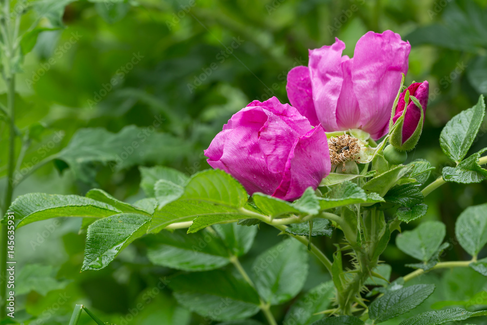 Blooming japanese rose, Rosa rugosa