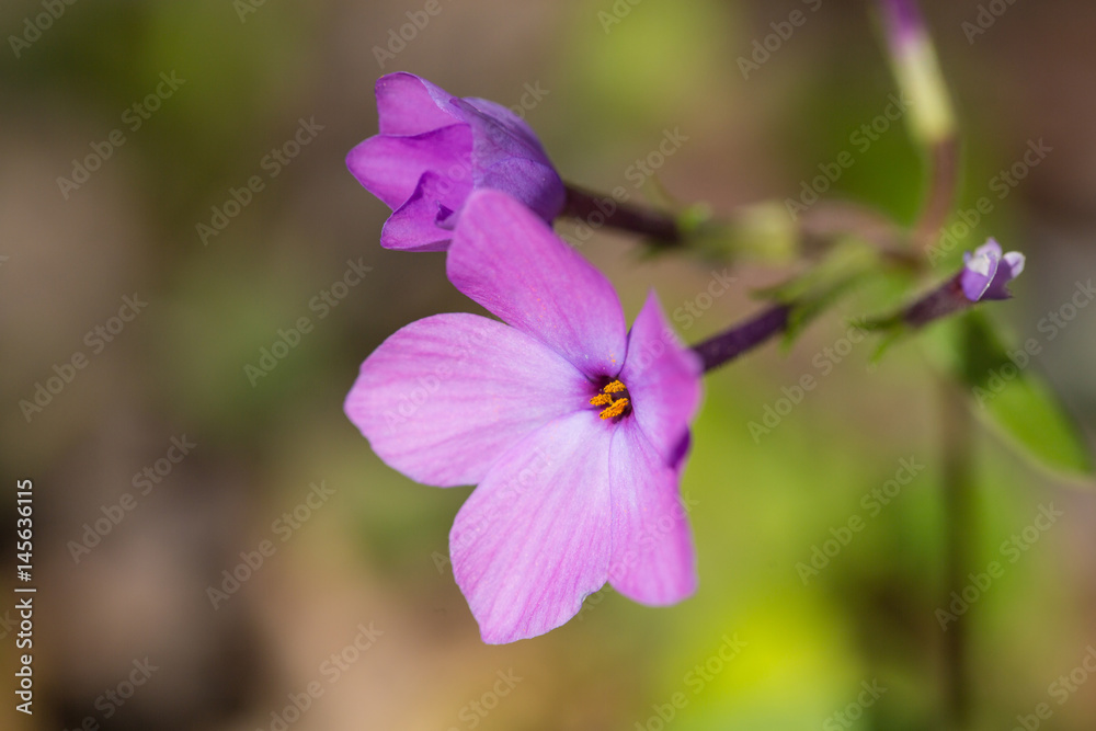 Close Up Purple Phlox Wildflower