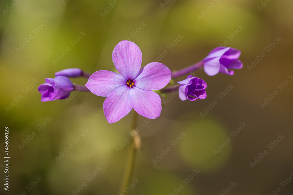 Purple Phlox Wildflower in Smoky Mountains Tennessee Purple Phlox Wildflower in Smoky Mountains Tennessee