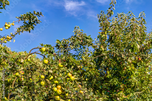 Apple trees and fruits in a garden in summer