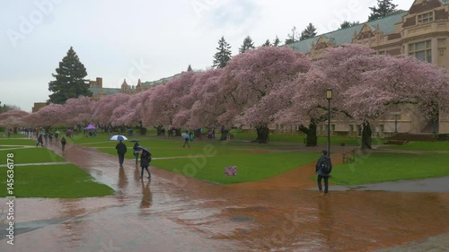 SEATTLE, WASHINGTON, UNITED STATES - APRIL 12, 2017: Beautiful pink trees. Cherry blossom, University of Washington, WA, USA.