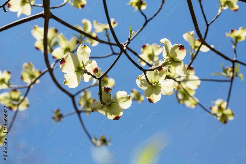 Dogwood Tree Blooms In Spring Smoky Mountain National Park Dogwood Tree Blooms In Spring Smoky Mountain National Park