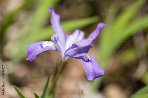 Purple Bearded Iris Smoky Mountains National Park Tennessee