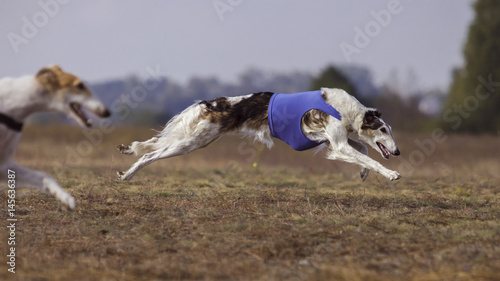 Coursing. The Race of Russkaya psovaya borzaya photo