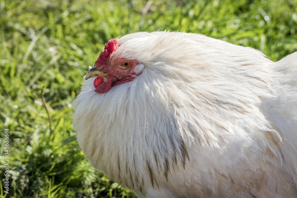 White hen in fresh green grass