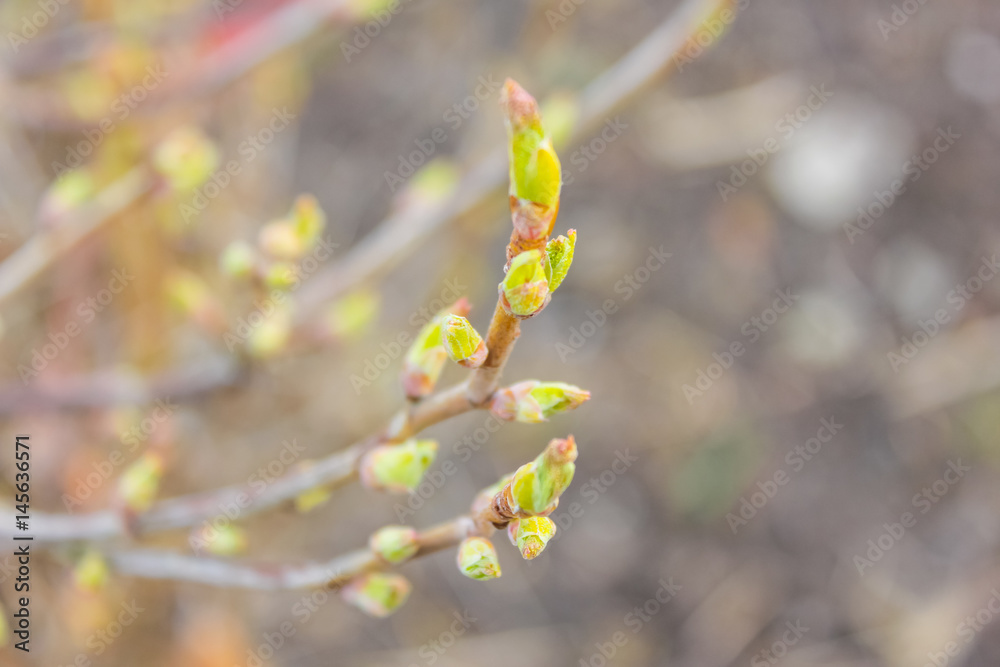 spring branch with swollen buds. the first small leaves..