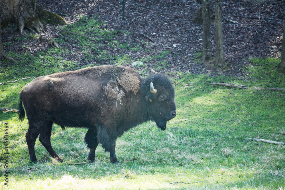 Bison Buffalo In Green Grass Field in Tennessee Bison Buffalo In Green Grass Field in Tennessee