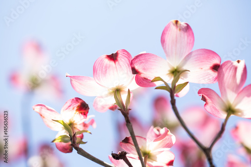 Dogwood Tree Blooms and Sky in Springtime