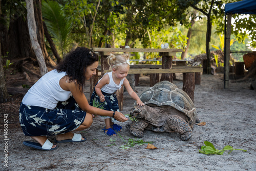 Feeding giant turtle
