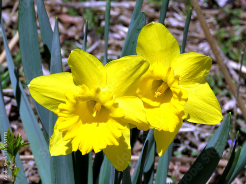Fototapeta Naklejka Na Ścianę i Meble -  Thornhill narcissus 2017