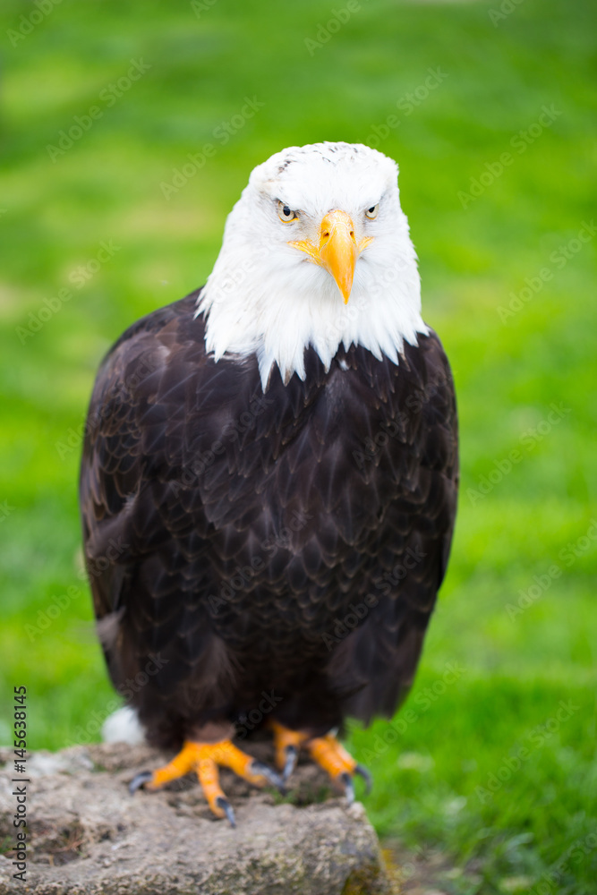 Naklejka premium Portrait of a bald eagle on grass.