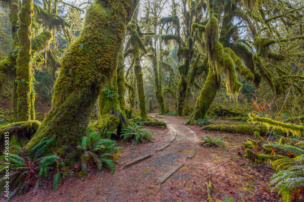 Fototapeta premium Ścieżka w bajkowym zielonym lesie. Las wzdłuż szlaku wypełniają stare, umiarkowane drzewa pokryte zielonymi i brązowymi mchami. Hoh Rain Forest, Olimpijski Park Narodowy, stan Waszyngton, USA