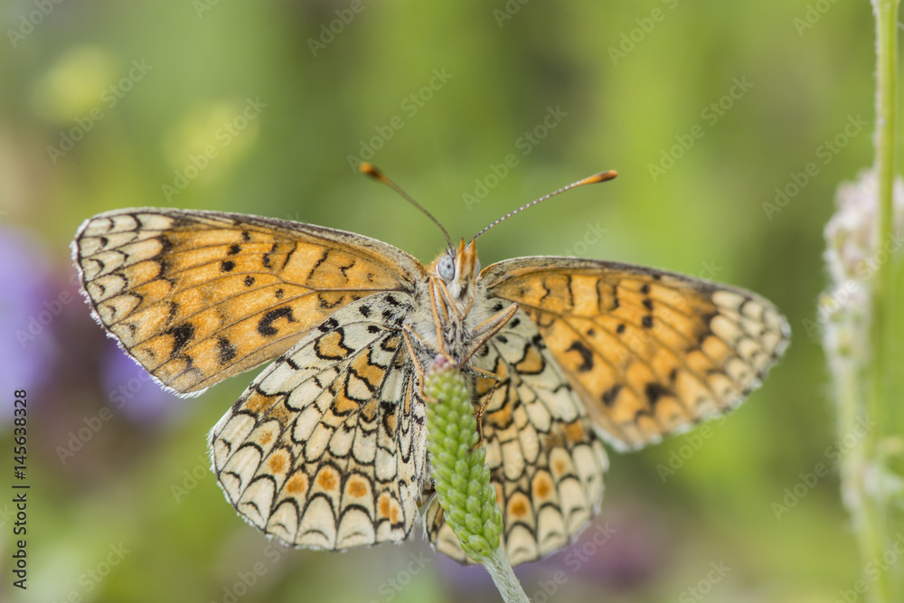 Obraz premium knapweed fritillary (melitaea phoebe), Maritime Alps, France.