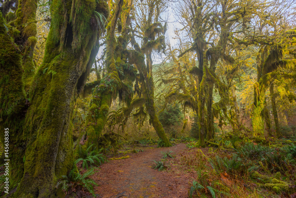 A path in the fairy green forest. The forest along the trail is filled with old temperate trees covered in green and brown mosses. Hoh Rain Forest, Olympic National Park, Washington state, USA