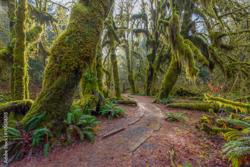 Fototapeta Naklejka Na Ścianę i Meble -  A path in the fairy green forest. The forest along the trail is filled with old temperate trees covered in green and brown mosses. Hoh Rain Forest, Olympic National Park, Washington state, USA