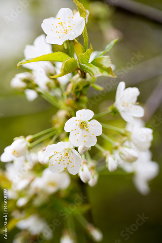 Cherry blossom in spring for background.