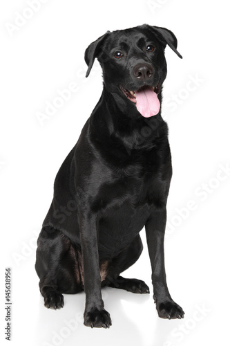 Happy Labrador dog © jagodka