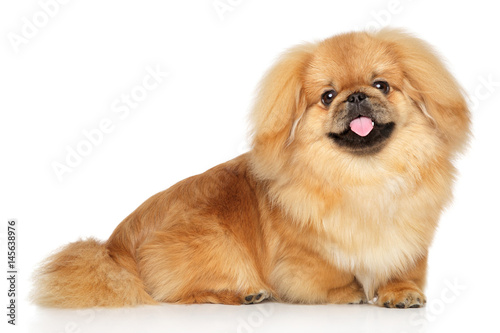 Fototapeta Naklejka Na Ścianę i Meble -  Happy Pekingese dog