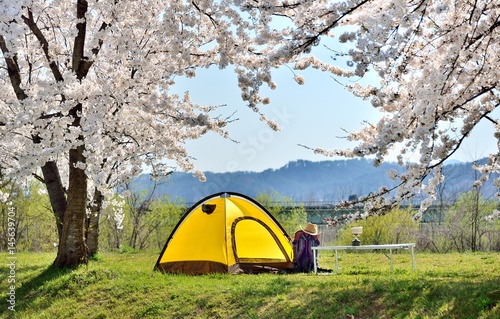 桜・春・キャンプの風景