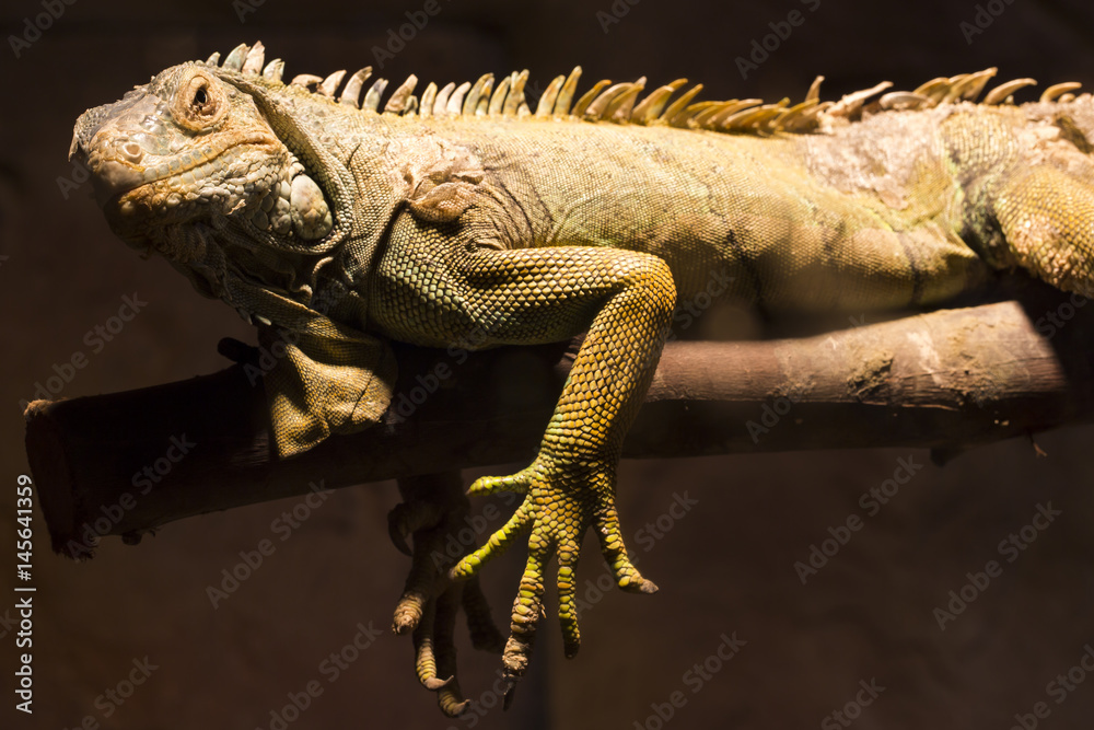 Obraz premium Chameleon