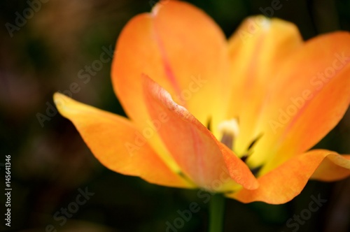 Macro Orange Tulip