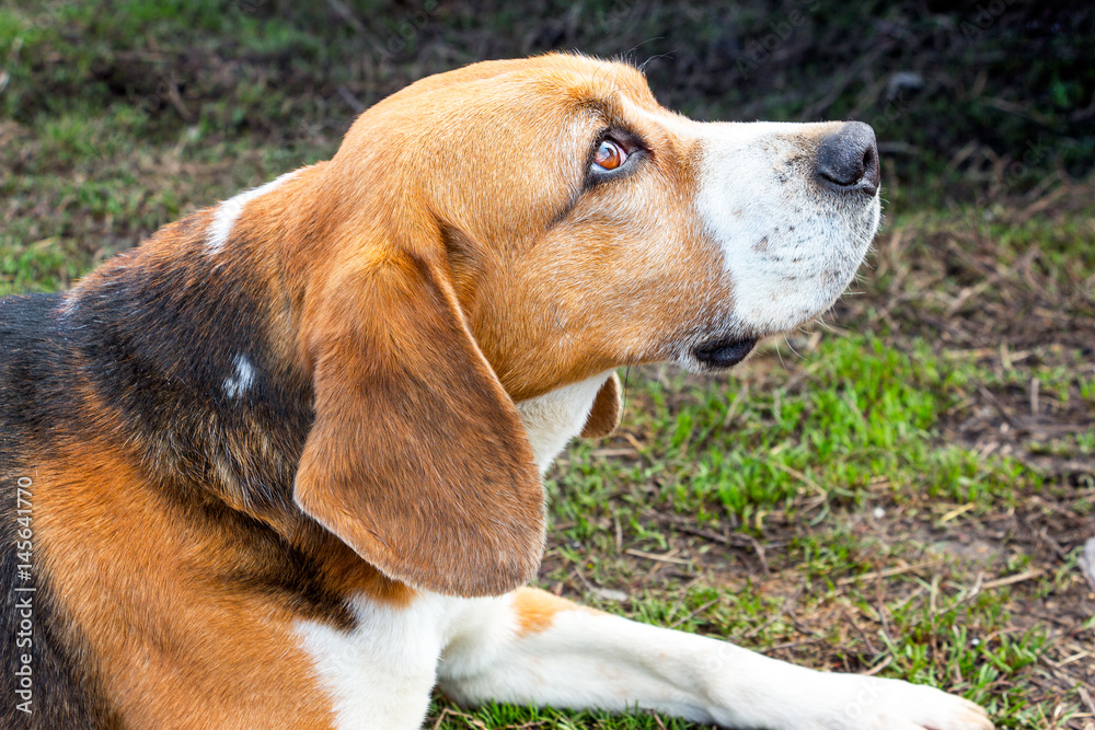 The dog's eyes Beagle. The profile of the head 1