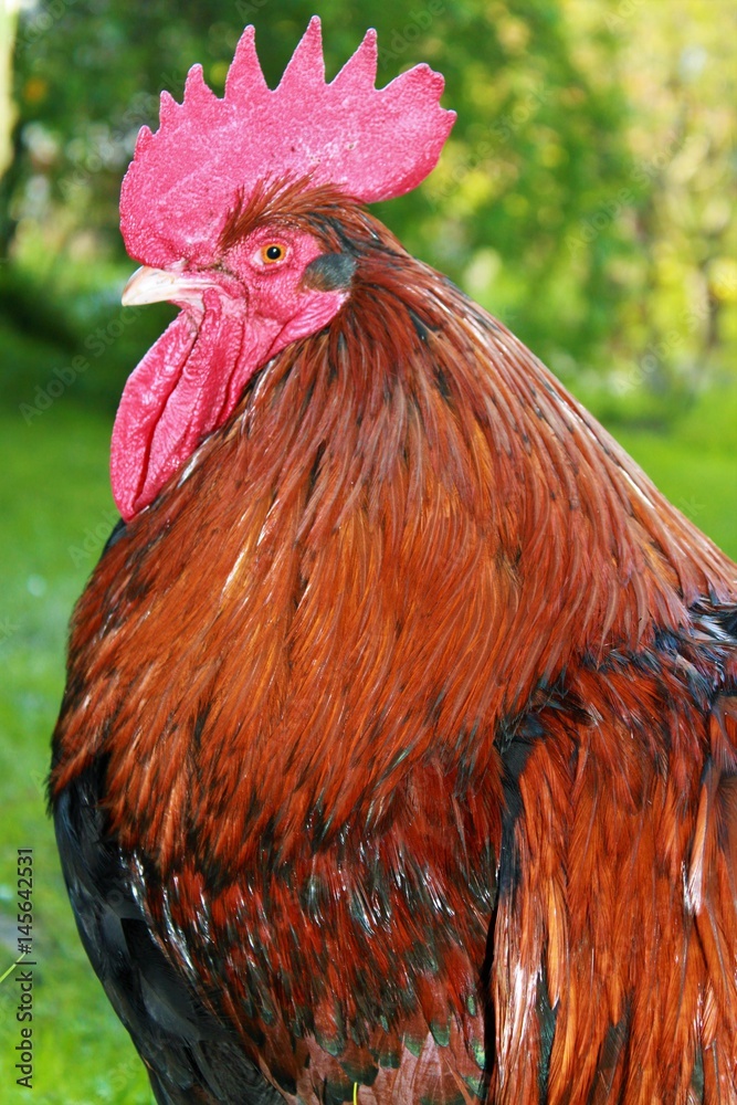 big rooster portrait from the side/crest, sexual dimorphism in chickens ...