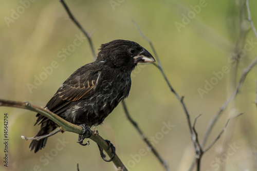 Galapagos Finch photo