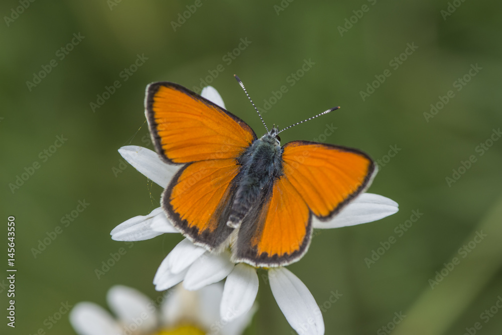 scarce copper (lycaena vigaureae), Maritime Alps, France. scarce copper (lycaena vigaureae), Maritime Alps, France.