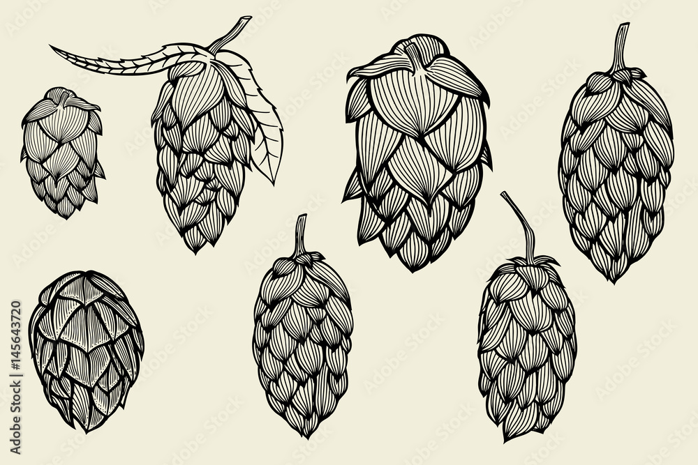 Fototapeta premium engraving style Hops set