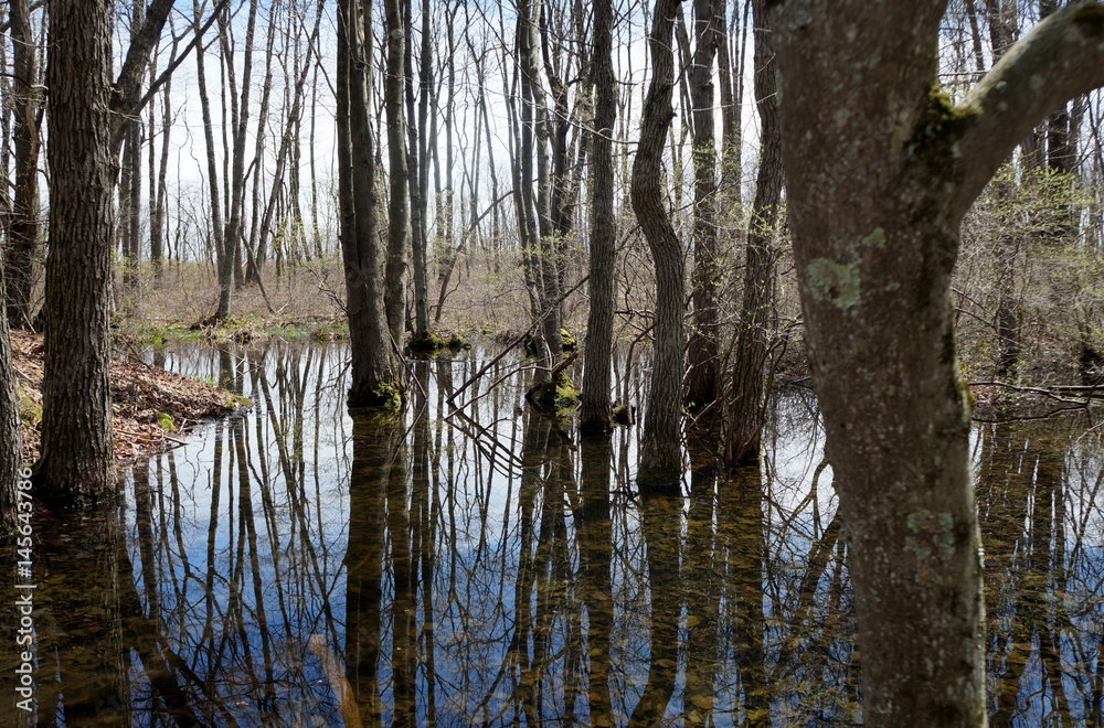 Obraz premium Vernal (spring) pool, Picton Wildlife Sanctuary, Bear Creek PA